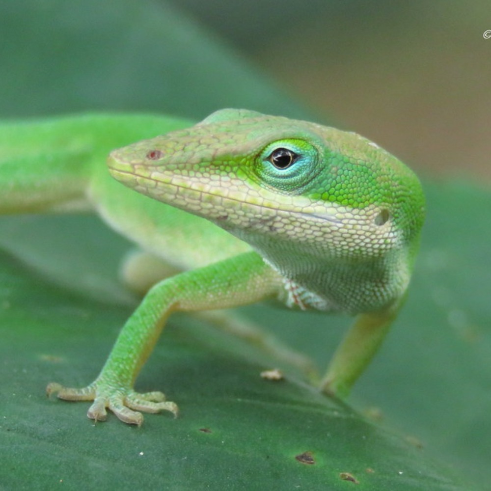 Meet your Posher, Cough dropped